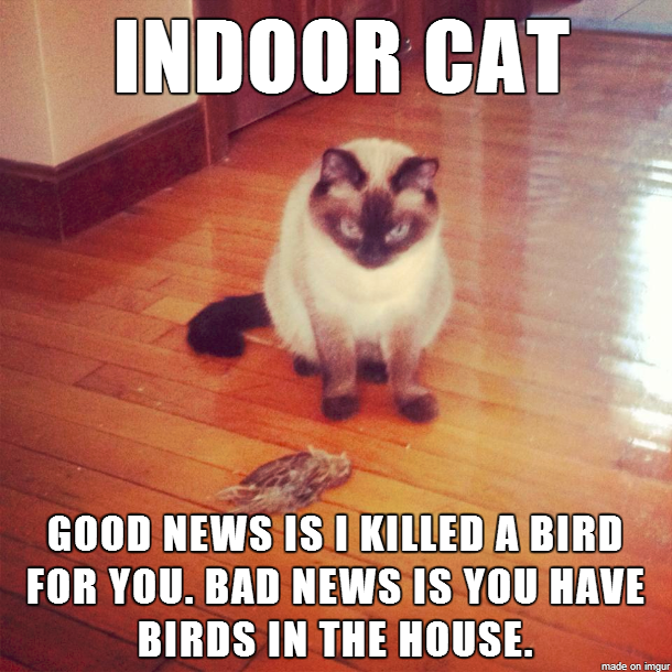 Indoor cat, good news is i killed a bird for you, bad news is you have