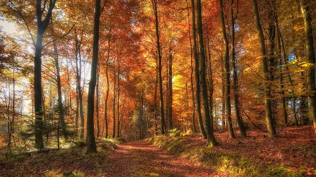 Herfst in het bos met bomen met herfstbladeren