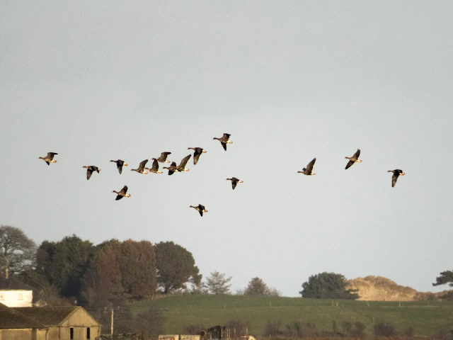 Greenland white-fronted geese in flight over the Wexford Wildfowl Reserve in Ireland