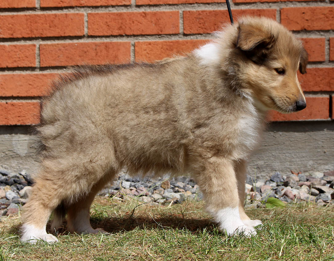 Aintree's kennel vår blogg!