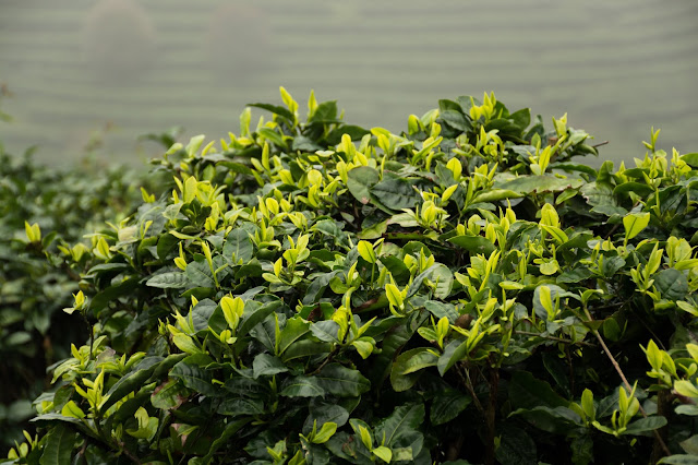 China, Tea, Tea terrace