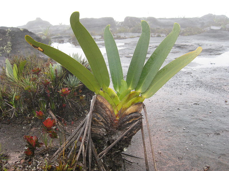 RORAIMA / BRAZIL: MONTE RORAIMA / RORAIMA / BRAZIL