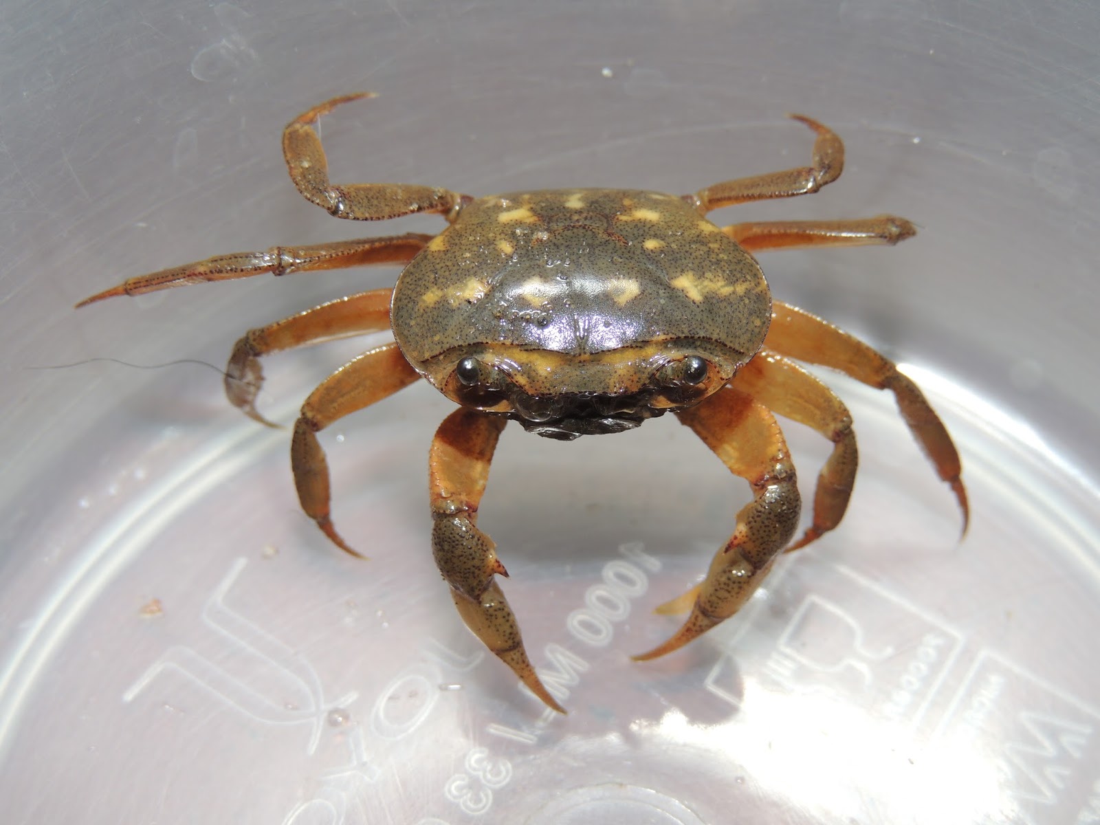Dera's biodiversity Freshwater crab