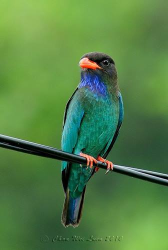 Budi Daya Burung Mengenal Ciri Burung Tengkek Buto Lebih Akrab