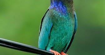 Mengenal Ciri Burung Tengkek Buto Lebih Dekat Beserta Gambarnya