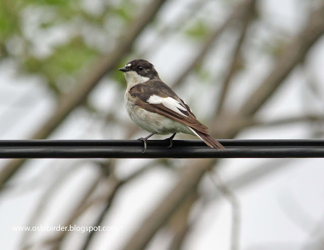 Rosefinch in apple blossom pied%2Bflycatcher%2BIMG 4304%2Bcopy