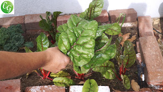 Swiss Chard Harvest