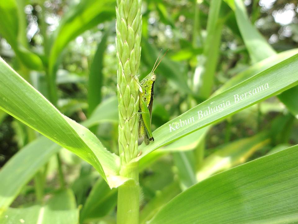Kebun Bahagia Bersama Heirloom Golf Ball Popcorn