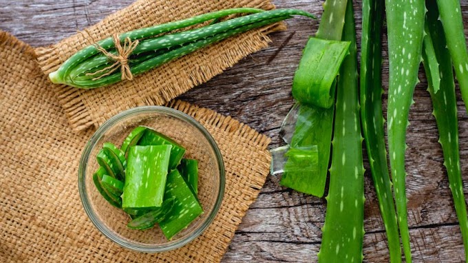 Aloe Vera and its health benefits