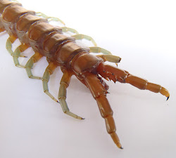 centipedes centipede face insects scolopendra shell australian garden flora fauna giant gigantea insect seashell bugs stage rubripes
