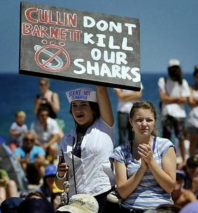 Ambientalistas em defesa dos tubarões assassinos.