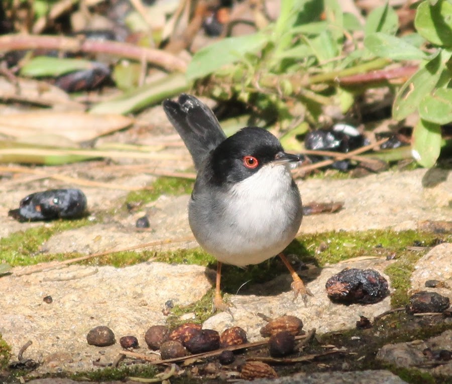 Sylvia melanocephala