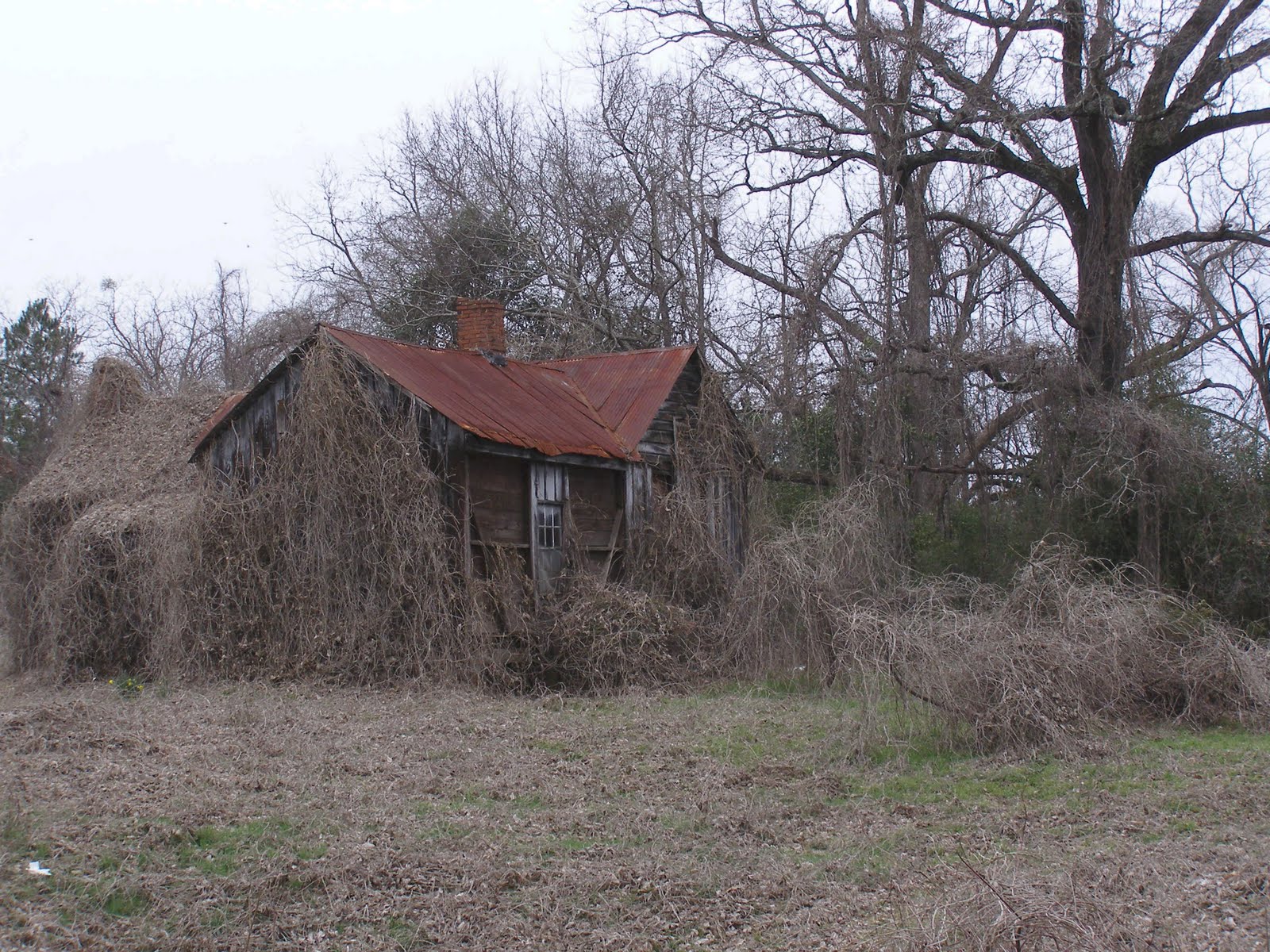 My Tapley Tree...and its Branches Those Places Thursday Wadley,