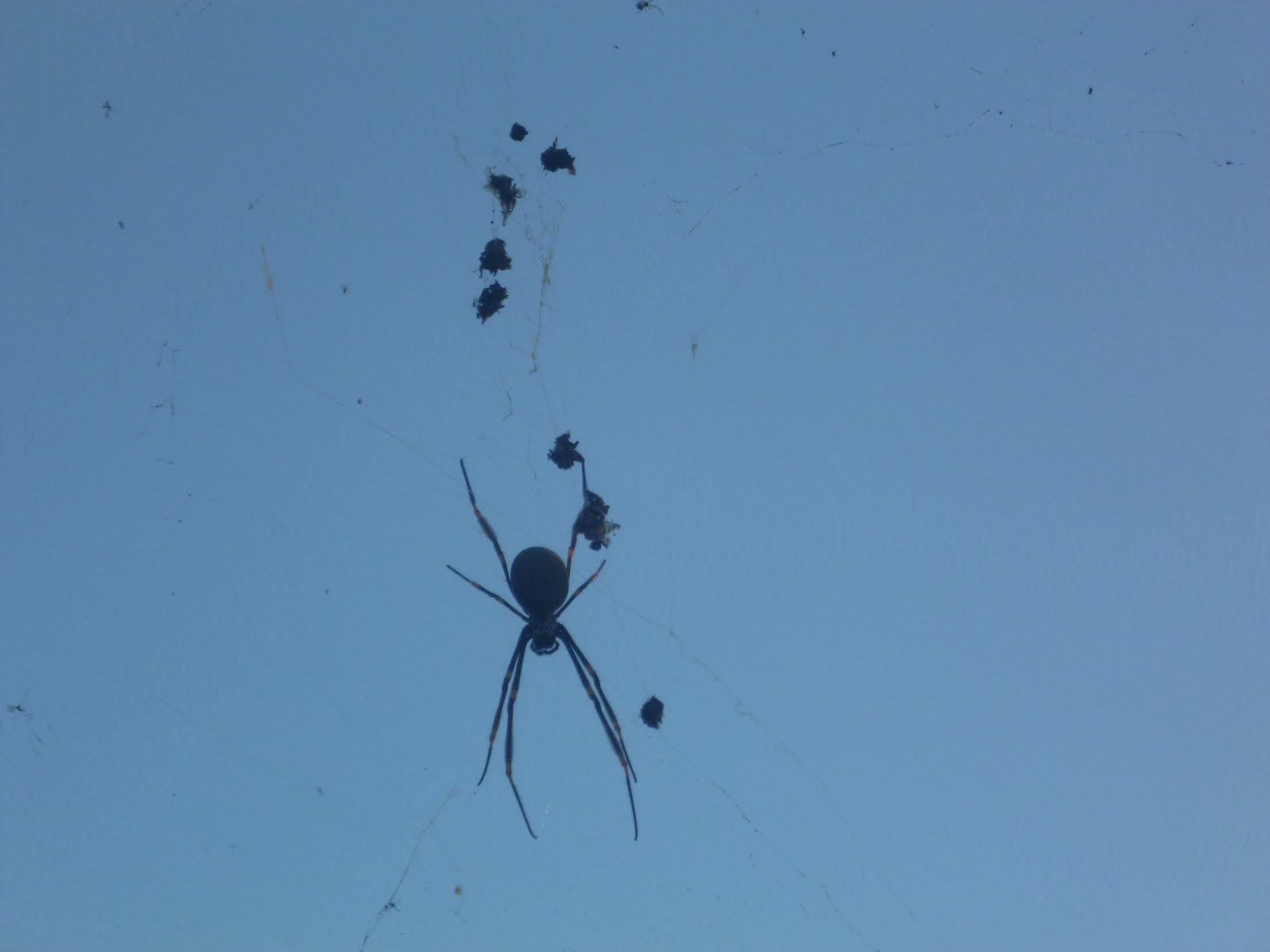 Just Another Day In Sydney No more spiders in my bath?