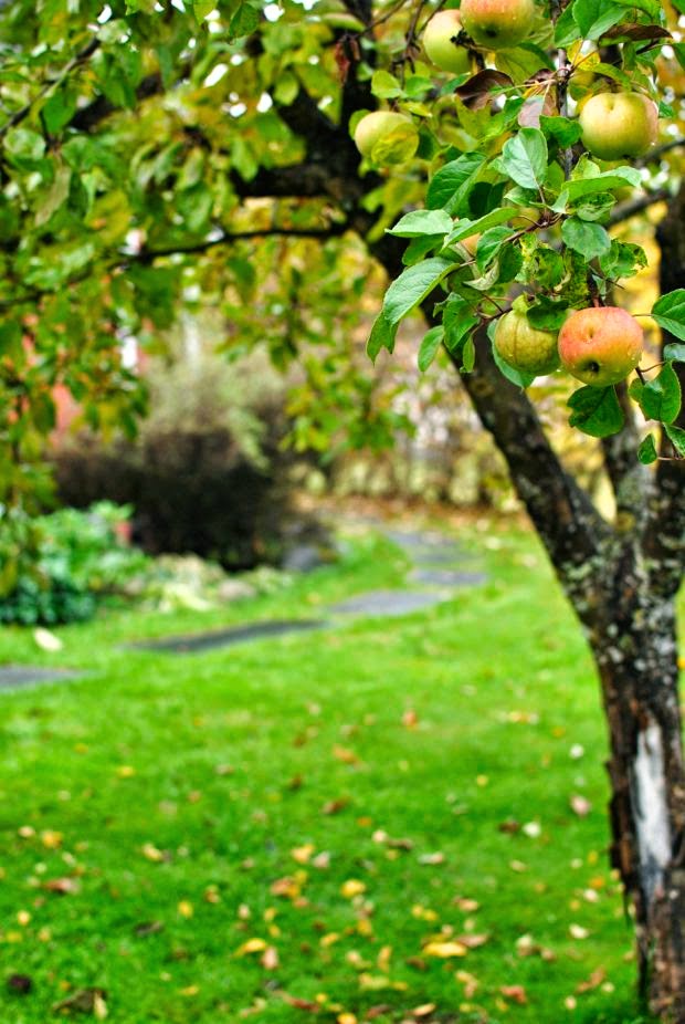 höst trädgård äppelträd