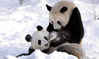  Panda Bears on Snow Playing Wallpaper