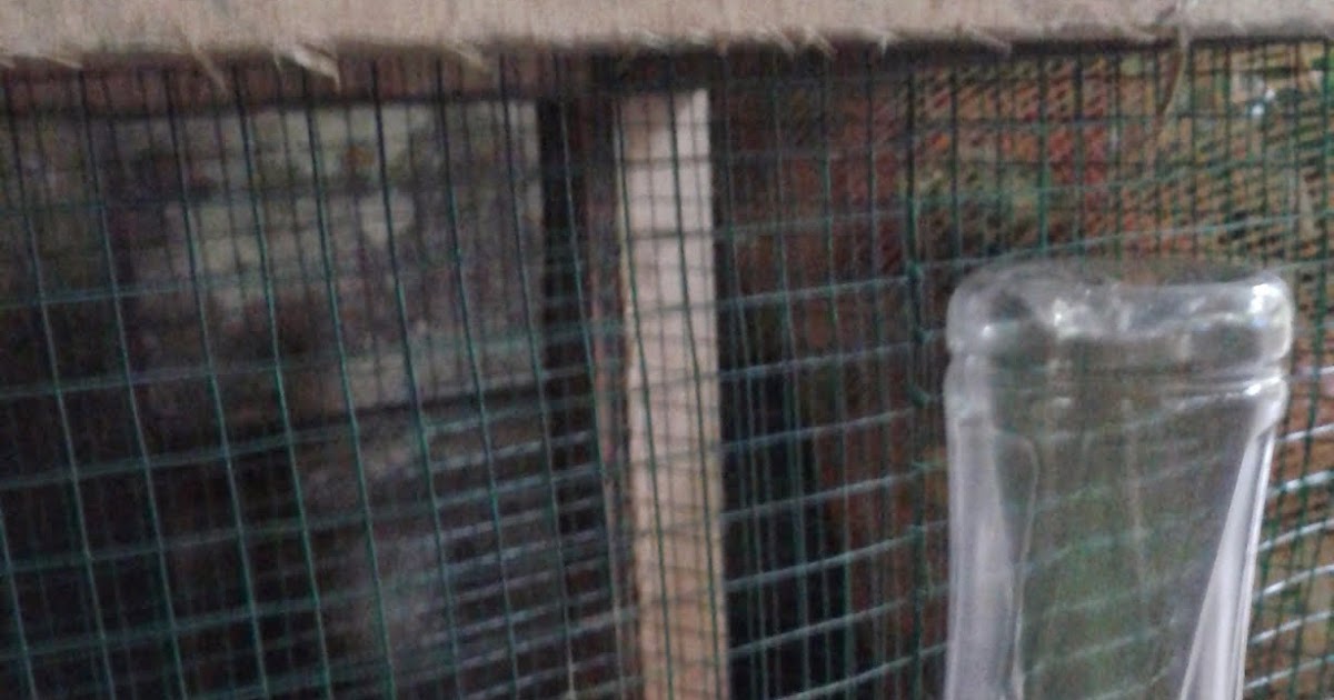 Jual Kelinci Murah Online: Panduan Lengkap Memilih, Merawat, dan Membeli Si Telinga Panjang Secara Aman