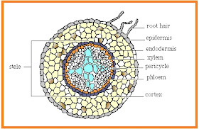 BIOLOGI GONZAGA: AKAR