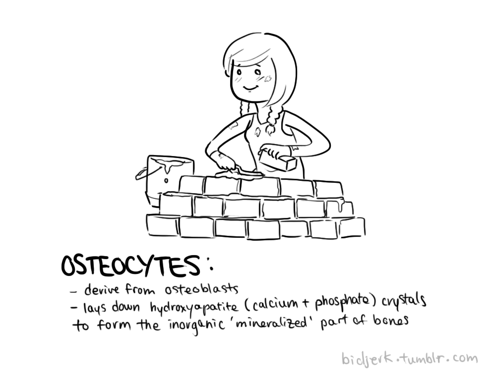 osso osteocita osteoblasto vignetta
