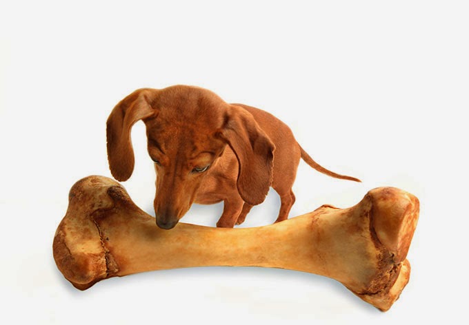 Dog Eating Bone Meal Dog Eating Bone Meal