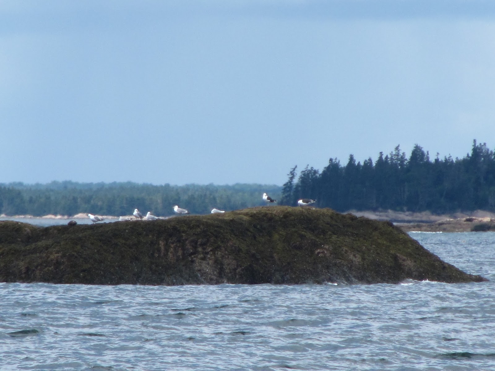 ILENE THE BOAT August 5 Bar harbor to Roque Island