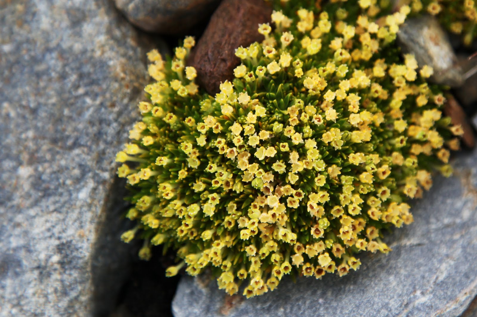 Ultima Thule Antarctic summer colours Ultima Thule Antarctic summer colours