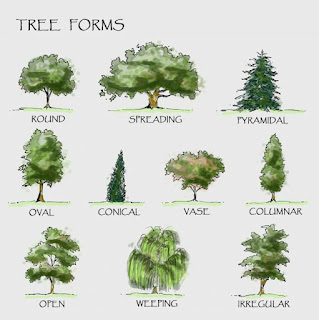 Landscaping Trees | The diagram shows different forms of trees