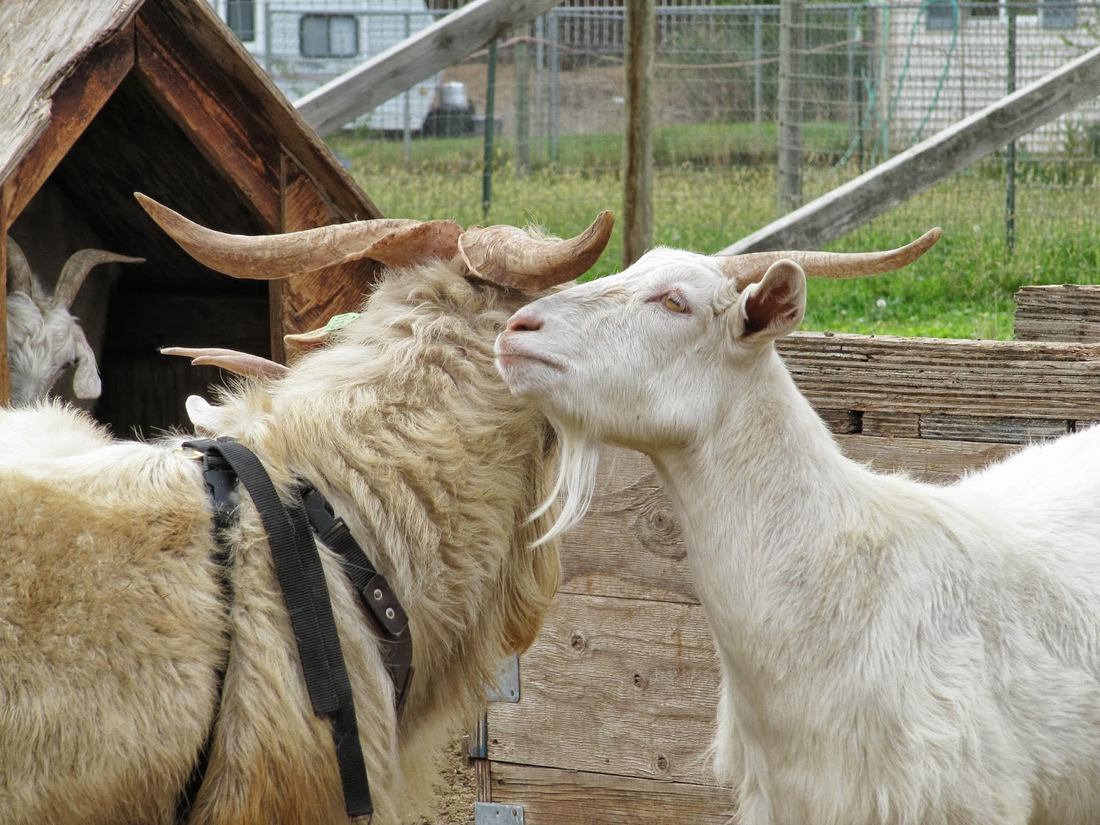 LIBERTY FARM CASHMERE GOATS The Smell Only a Doe Can Love