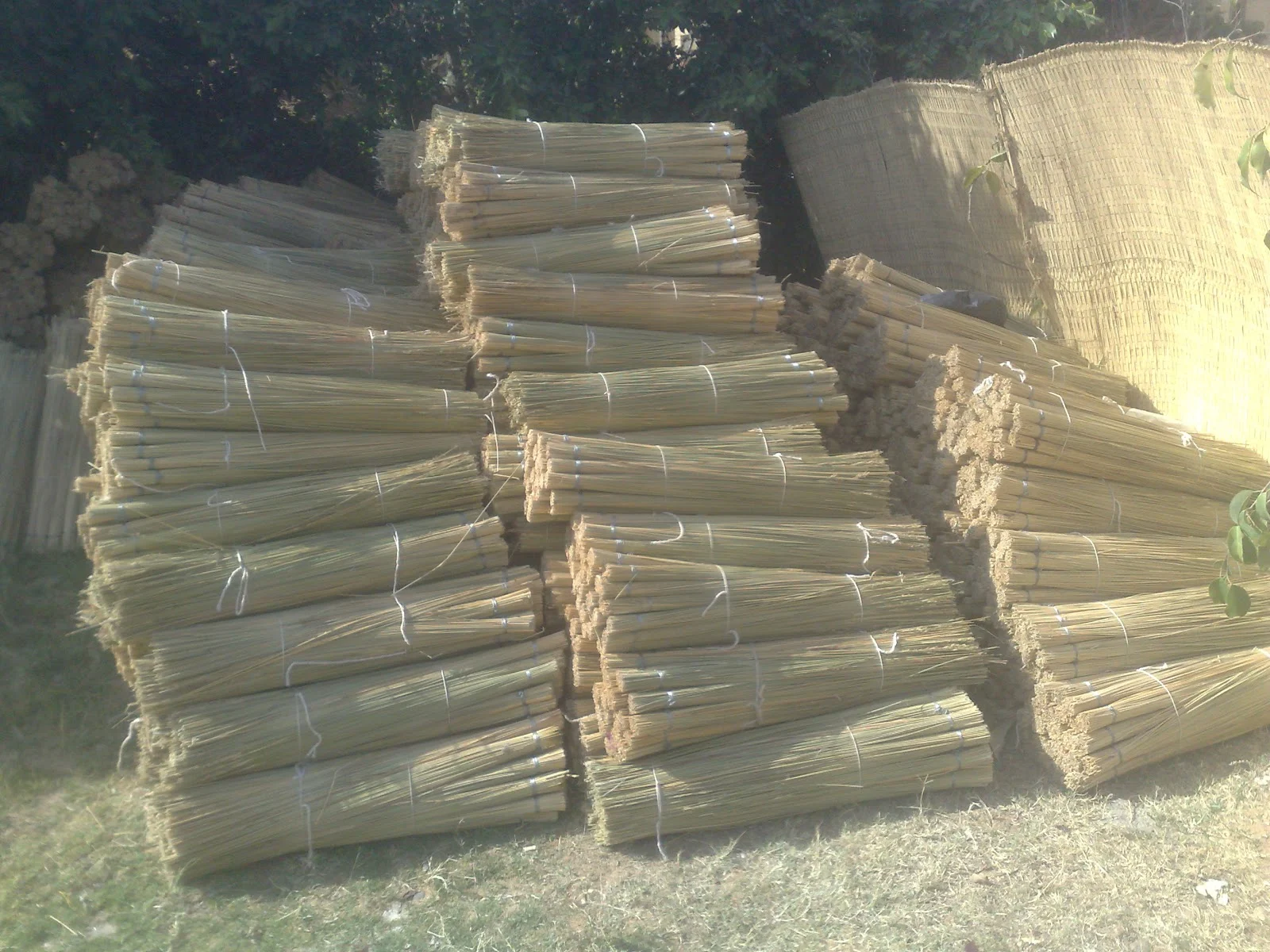 African reed export prices