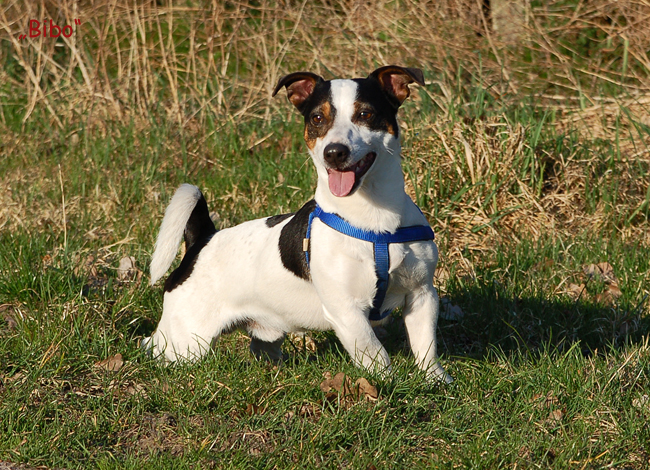 Neuigkeiten&hellip;KLEINE HUNDE suchen ein ZUHAUSE