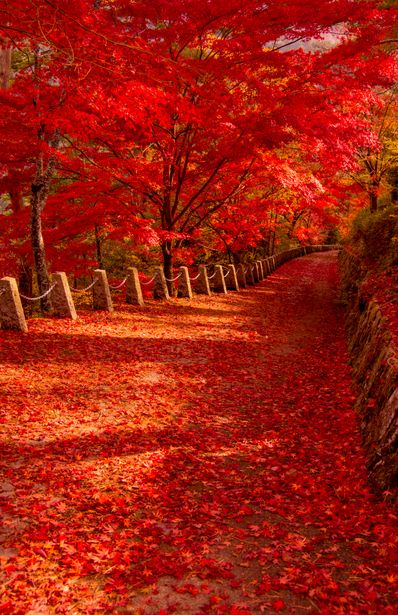 foglie-rosse-autunno