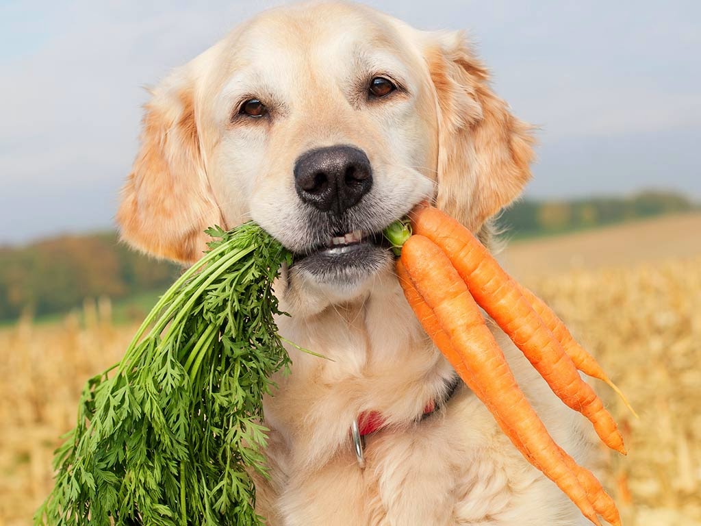 comida echar carnes cachorro