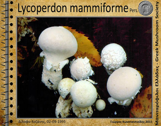Lycoperdon mammiforme Pers.