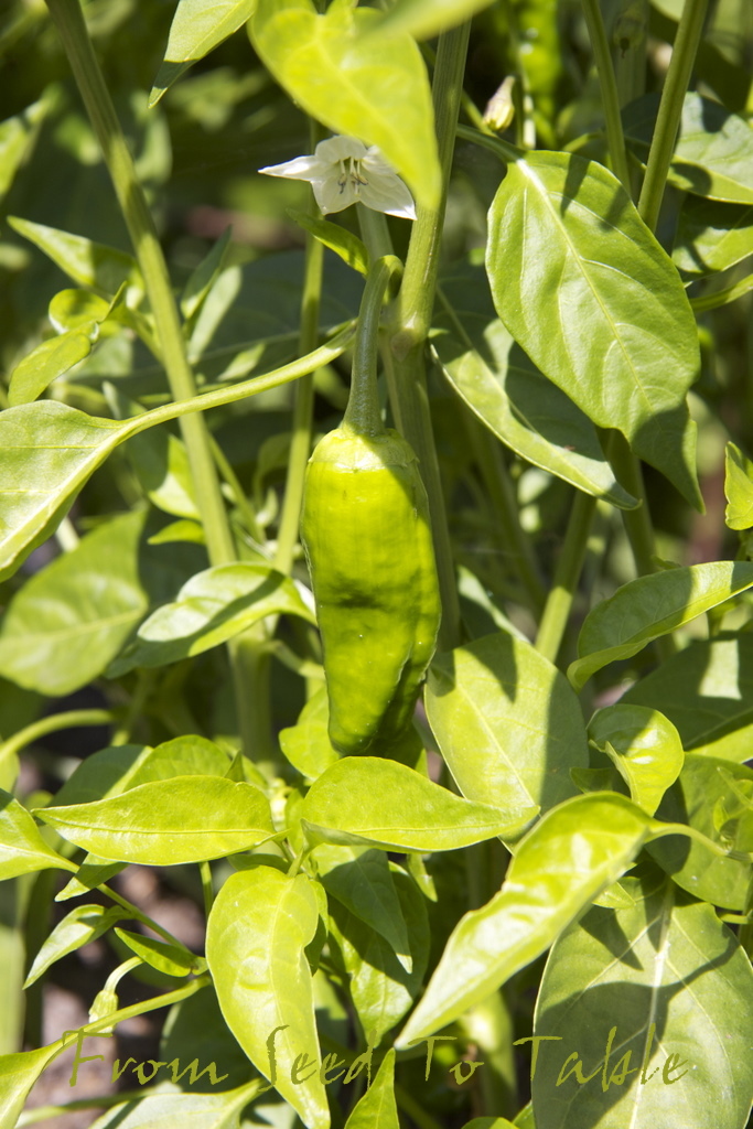 From Seed To Table The First Pimento de Padron Peppers!