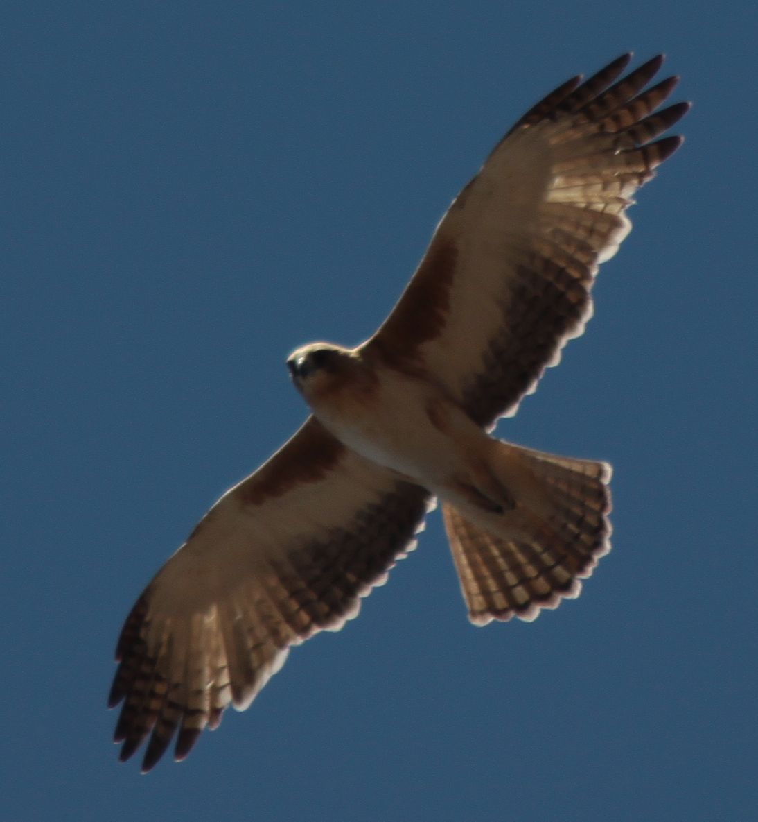 Richard Waring's Birds of Australia Little Eagle Pale Morph
