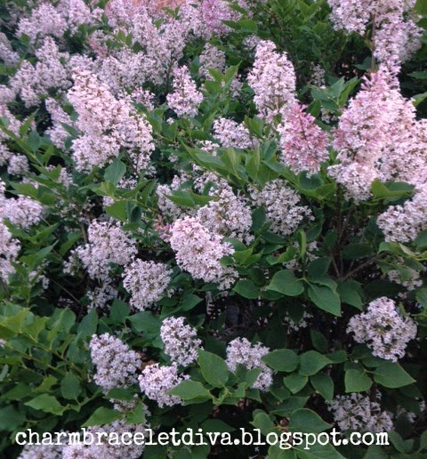 large purple lilac bushes in bloom