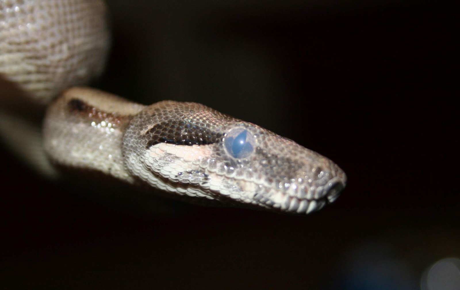 blue boa constrictor blue boa constrictor
