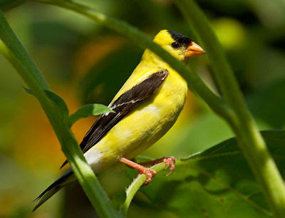 Aves del paraíso - Recorriendo los bosques en otoño - Exotic birds of the forest