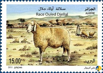 Le mouton Ouled djellal