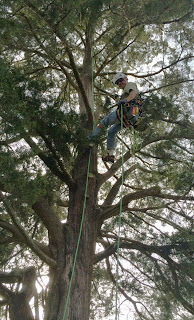 Randall descending cedar tree