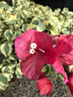 Bougainvillea flower