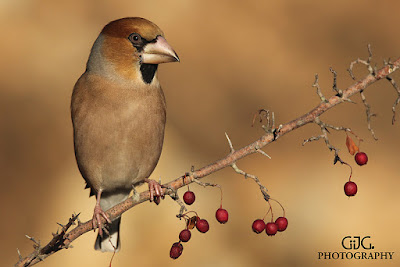 Picogordo (Coccothraustes coccothraustes)