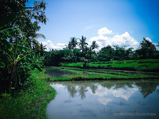 Watering The Rice Fields Atmosphere In Planting Of Paddy Plants At Ringdikit Village, North Bali, Indonesia
