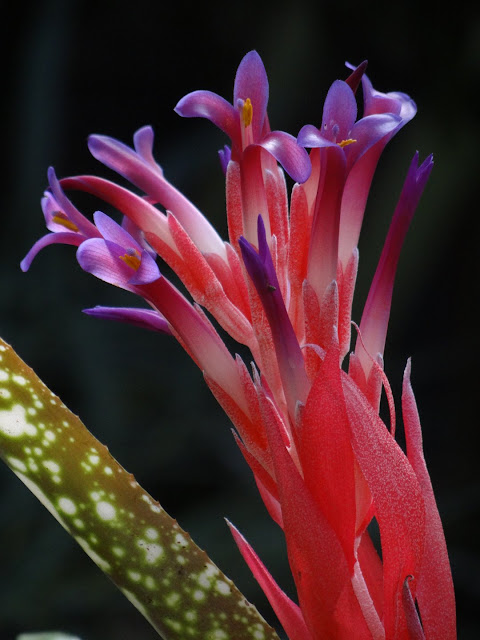 Billbergia 'Fantasia' DSC08423