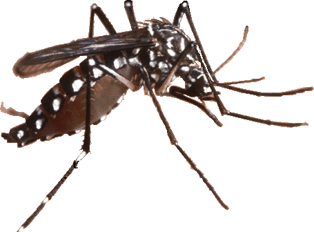 Inilah yang Terjadi Jika Nyamuk Punah dari Muka Bumi