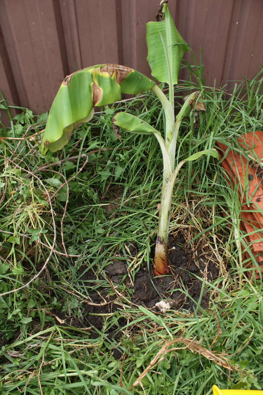Chookie's Back Yard: How to Remove a Banana Grove