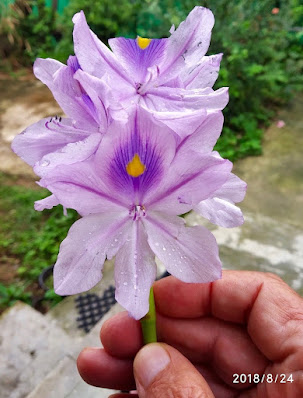 "Water hyacinth flower. Mt Abu.Plucked from the stream."