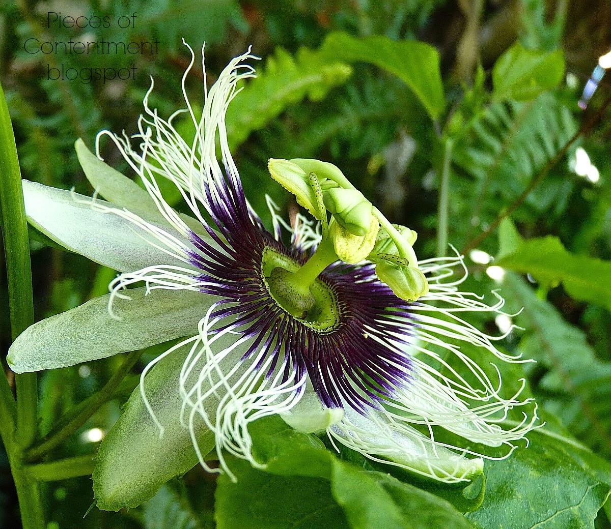 Pieces of Contentment The Passion Flower