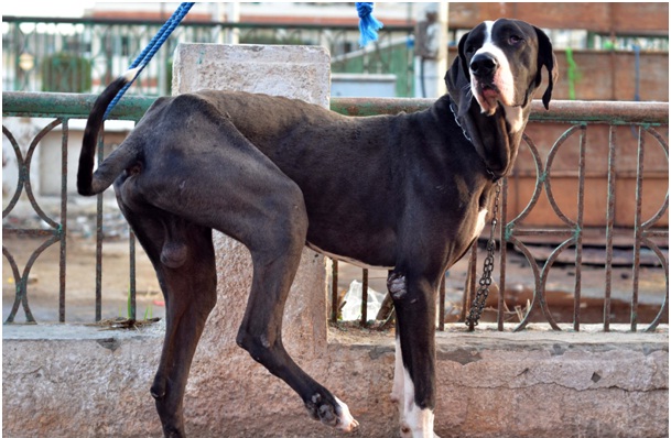 كتاب يوميات في السيرك بقلم ناني محسن اليوم 12 شكلك فاهم يا نصه