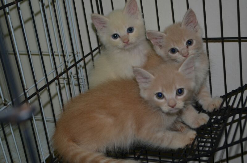 Meow Meow's Land Kittens for Sale (Mixed Breed tabby/himalayan) *SOLD